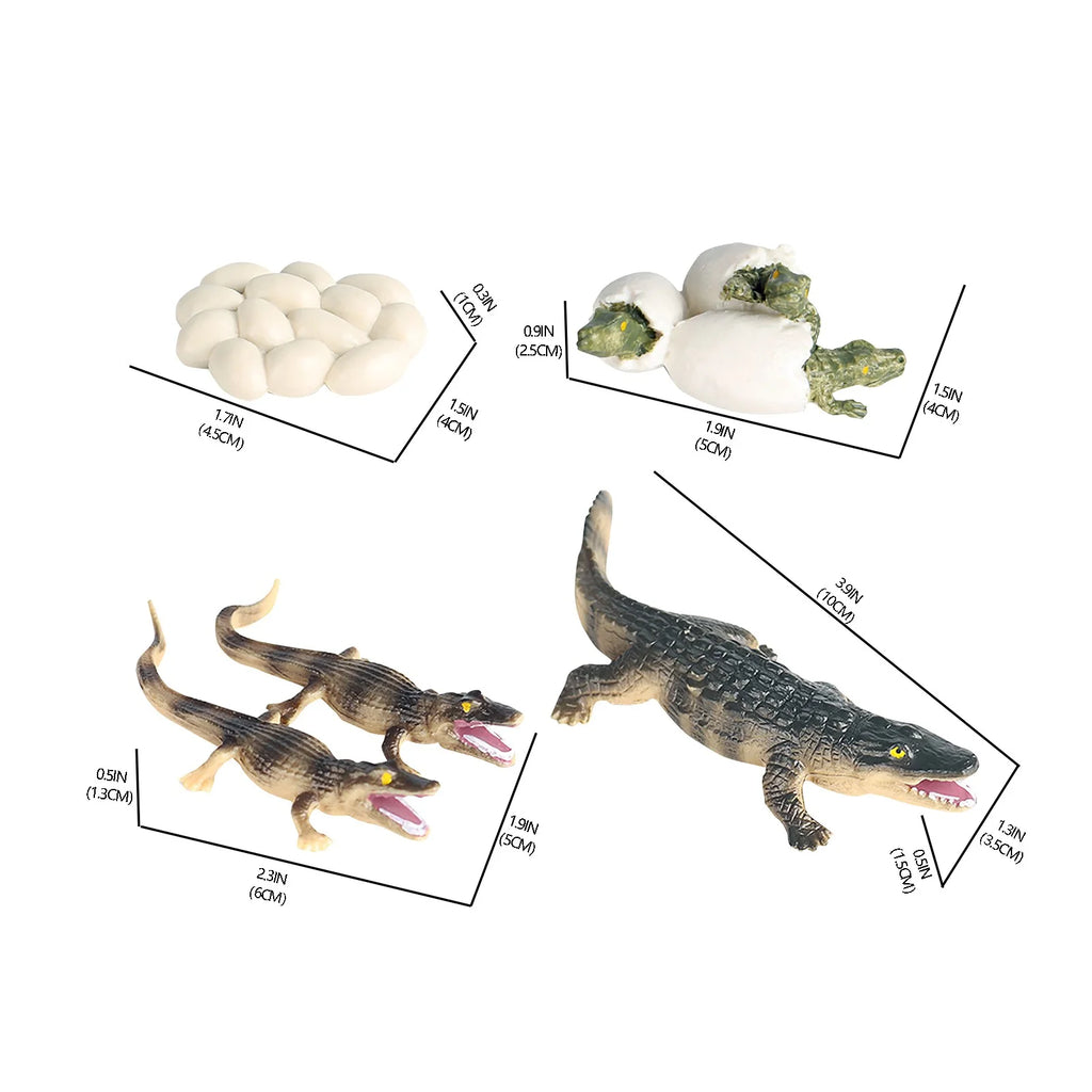 Educational Simulation Animal Growth Cycle Model Toys N15588
