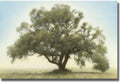Oak & Blue Sky Stretched Canvas P955612
