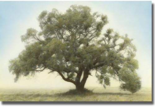Oak & Blue Sky Stretched Canvas P955612