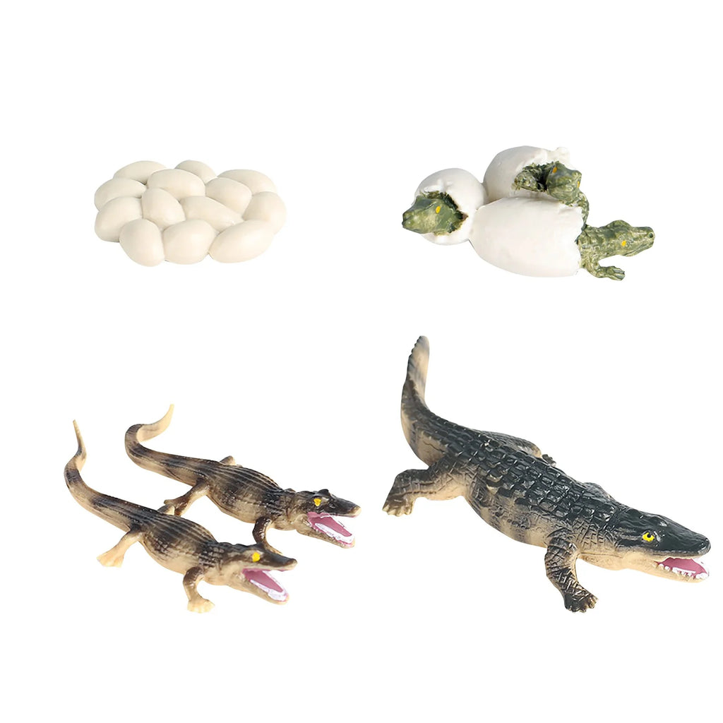 Educational Simulation Animal Growth Cycle Model Toys N15588
