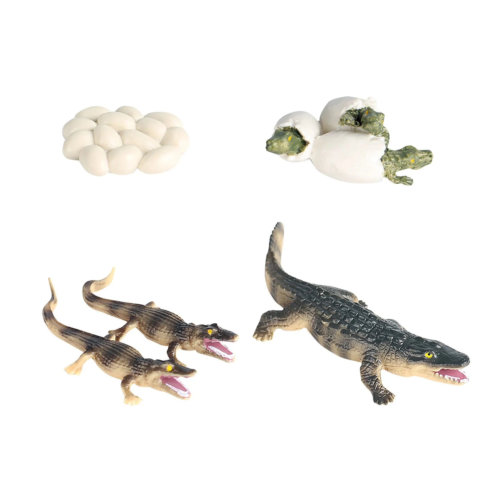 Educational Simulation Animal Growth Cycle Model Toys N15588