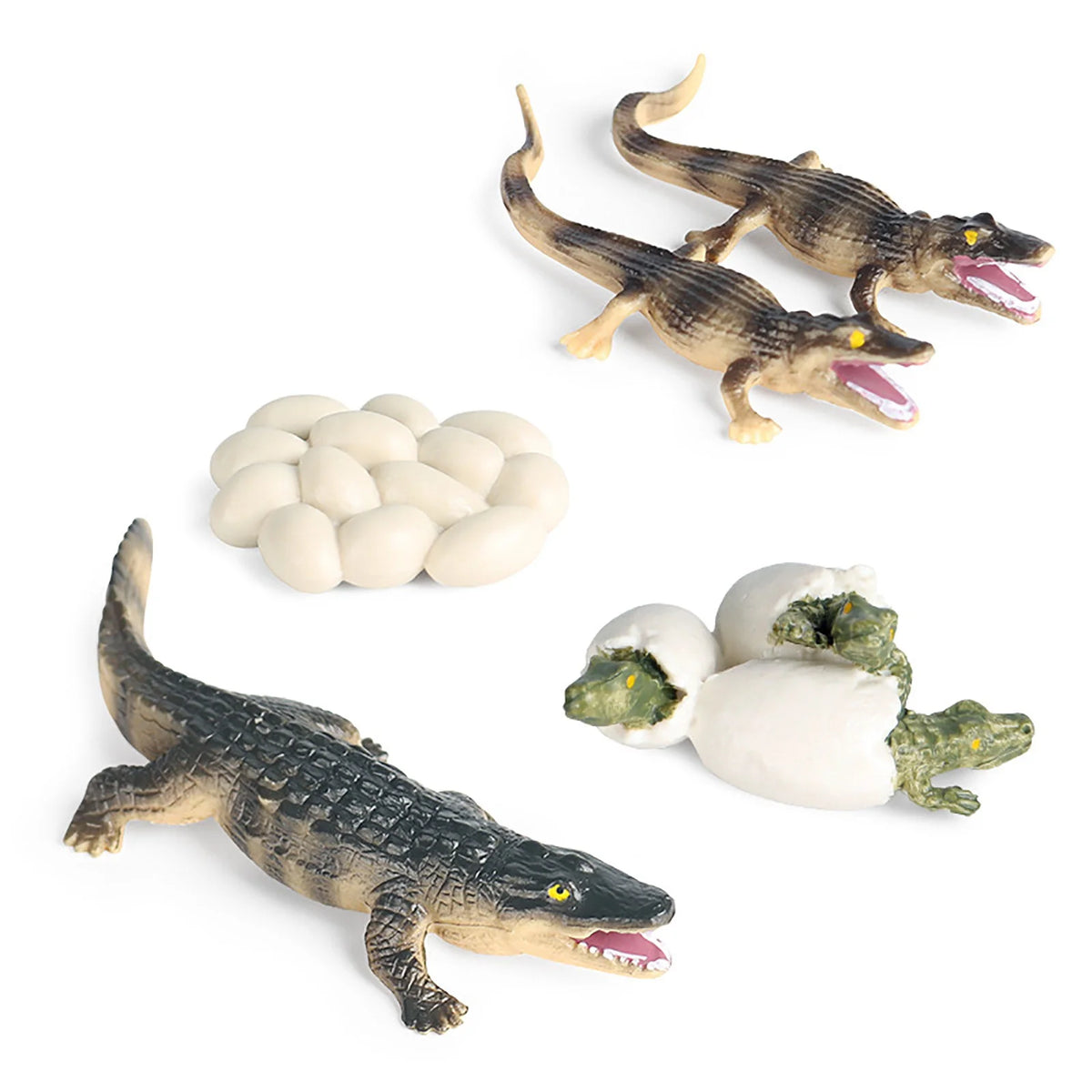 Educational Simulation Animal Growth Cycle Model Toys N15588