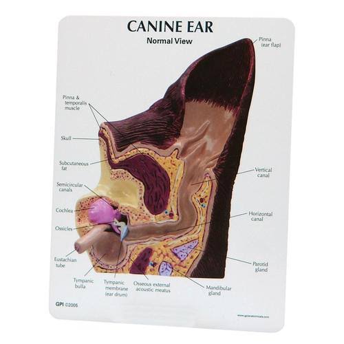 Canine Ear Model M2232