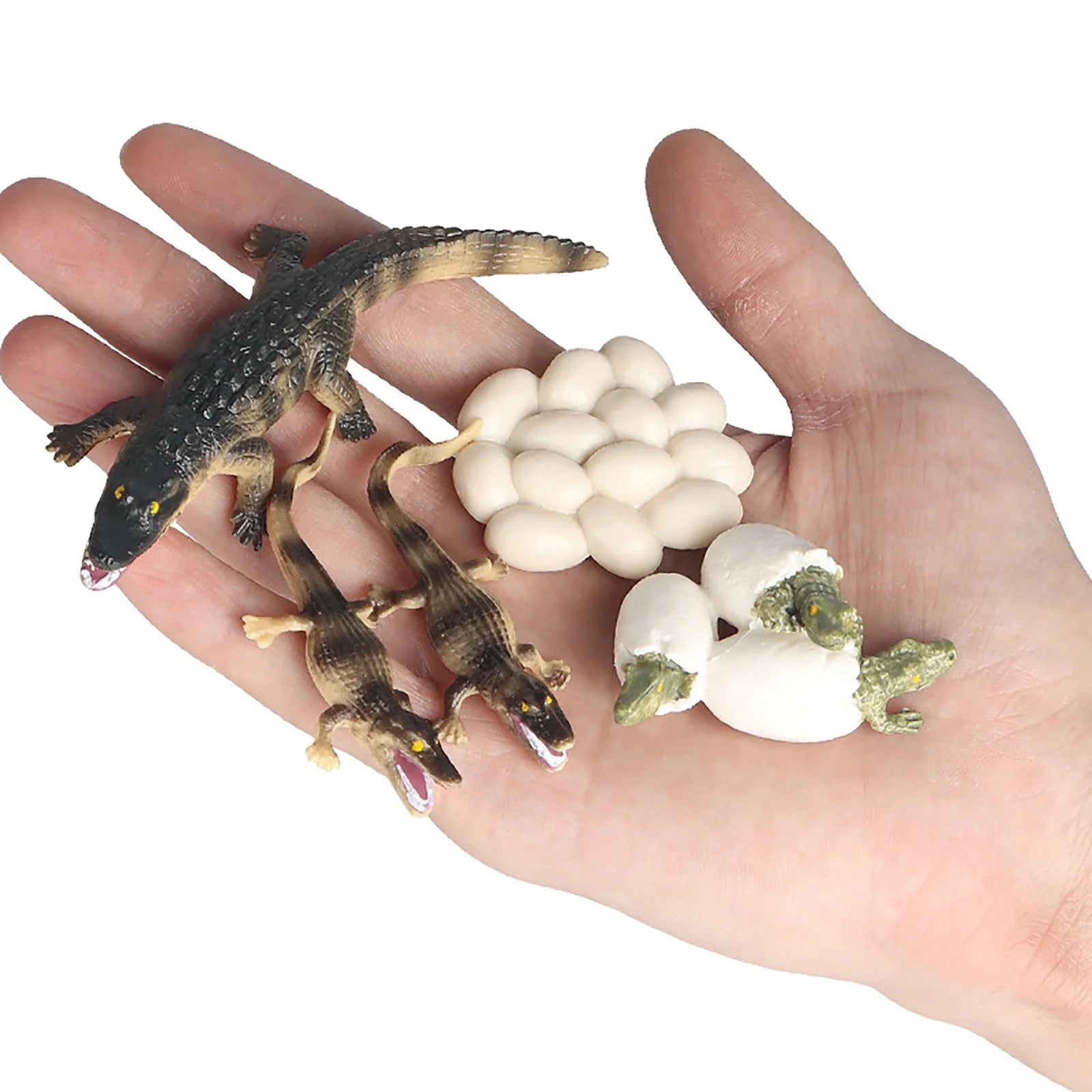 Educational Simulation Animal Growth Cycle Model Toys N15588