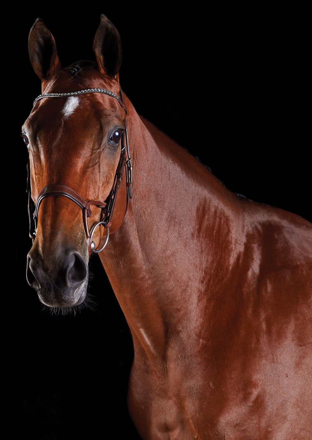 Brown COB Bridle B2202
